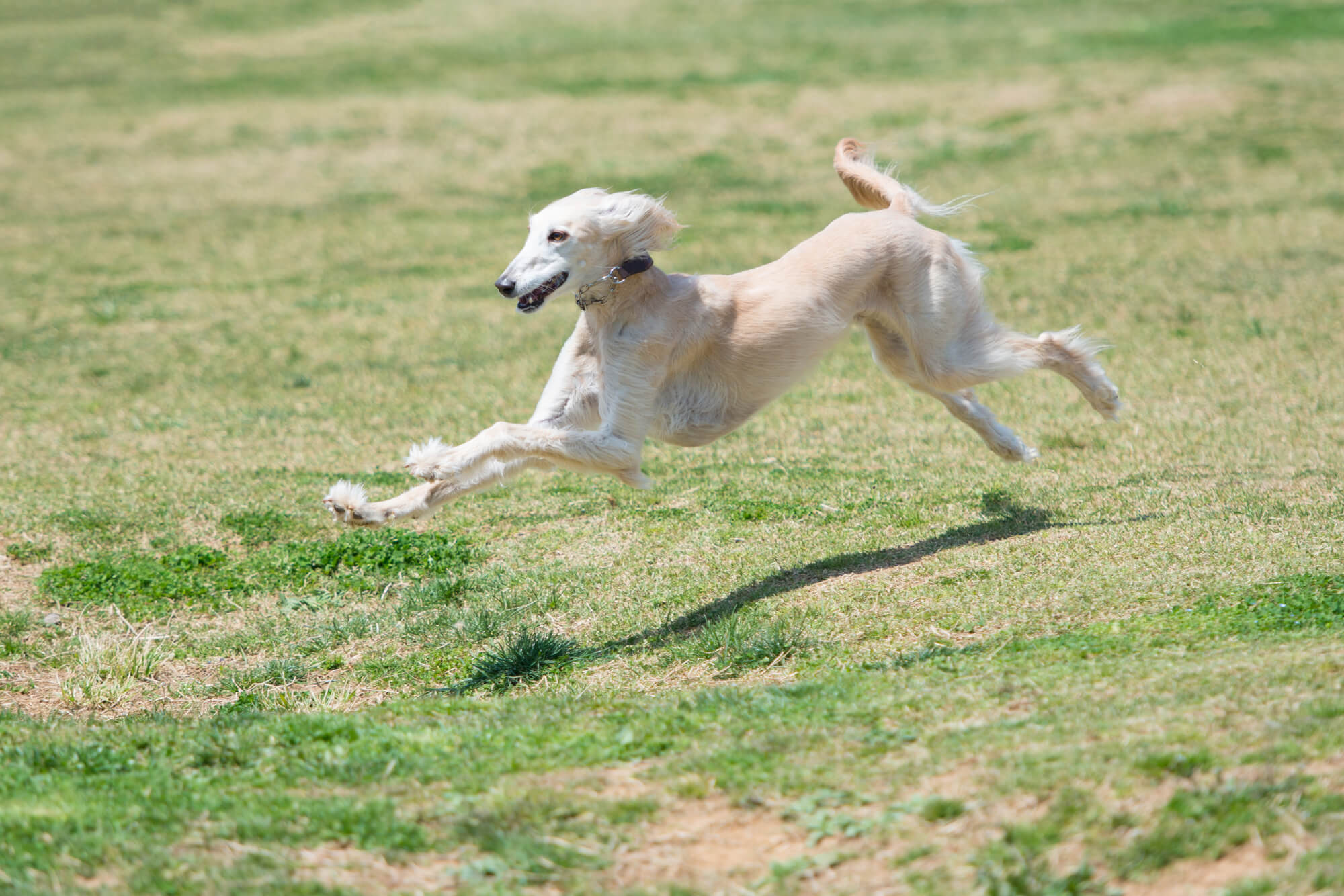 サルーキーの飼い方のポイント